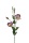 Eustoma / Lisianthus violett, 70cm