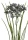 k&uuml;nstliche Knollige Seidenpflanze 60cm