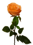 Real Touch Rosen künstlich orange 68cm