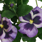 Stiefmütterchenpflanze künstlich / violett, 23cm