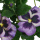 Stiefm&uuml;tterchenpflanze k&uuml;nstlich / violett, 23cm