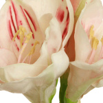 k&uuml;nstliche Amaryllis rosa, 50cm