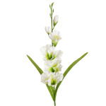 künstliche Gladiolen weiß 60cm