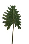 künstliches Philorblatt 20cm Kunstpflanzen