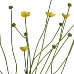 Sumpfdotterblume 70cm künstliche Wiesenblume