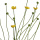 Sumpfdotterblume 70cm k&uuml;nstliche Wiesenblume