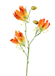 k&uuml;nstliche Gloriosa gelb-orange, 75cm