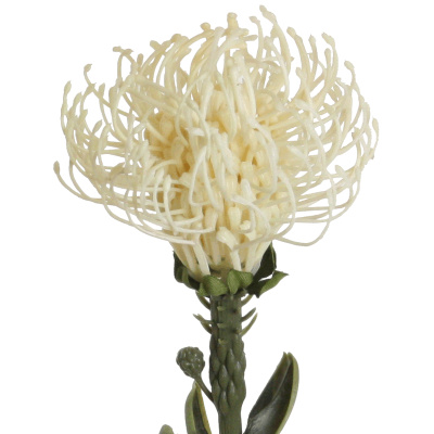 Königs Protea-Zuckerbusch weiss Kunstblumen natürlich künstlich - dek