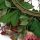 künstlicher Blumenkranz Chrysantheme rosa Ø 30cm Sommer / Herbst Blumenkranz