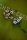 Gänseblümchen Kunstblumenstrauß weiß 6cm