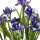 künstliche Schwertlilien Iris blau violett 45cm Kunstblumenstrauß