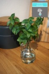 Minze Vase mit Kunstwasser - imitiertes Wasser H 24cm...