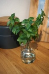 Minze Vase mit Kunstwasser - imitiertes Wasser H 24cm...