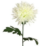 k&uuml;nstliche Chrysantheme wei&szlig; 70cm