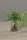 Kunstpflanzen Farn im k&uuml;nstlichen Wasser 15cm