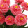 Kunstblumenstrauß Bellis rosa 30cm