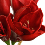 künstliche Amaryllis rot real touch Blumen 4er Bund...