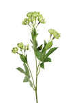 künstliche Sterndolde - Astrantia grün 50cm