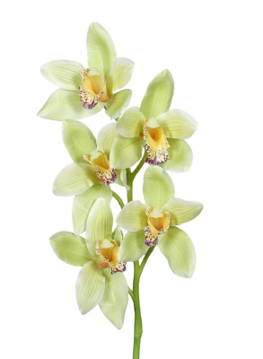 künstliche Cymbidium Orchideen grün 65cm