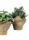 künstlicher Kräuter im Jutebeutel 20cm 3er Set - Kunstpflanzen