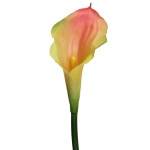 künstliche Calla peach 50cm Real Touch Blumen