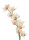 künstlicher Orchideen Zweig "Cymbidium" creme 90cm