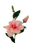 Künstlicher Hibiskus Zweig weiß rosa 60cm -...