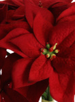 Künstlicher Weihnachtsstern - Poinsettia -  25cm...