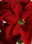 Künstlicher Weihnachtsstern - Poinsettia -  25cm Strauß mit 6 Blüten