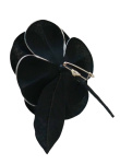 schwarze Ansteckblume mit weißen Rand Ø 11cm...