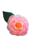 Kamelie Ansteckblume rosa 7cm - Steyer Seidenblumen