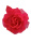 Seidenrosen Köpfe pink Ansteckblume 10cm - Steyer Seidenblumen