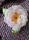 Ansteckblume groß 17cm rose - Steyer Seidenblumen