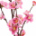 künstliche Kirschblütenzweige rosa 80cm Real touch Blumen