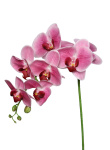 Real Touch Orchidee Phalaenopsis rosa 85cm