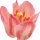 künstliche Kronentulpe rosa - Real Touch Tulpen 48cm