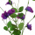 künstlicher Wicken Zweig violett 70cm