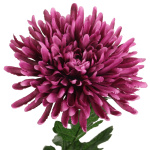 künstliche Chrysantheme purple magenta 70cm